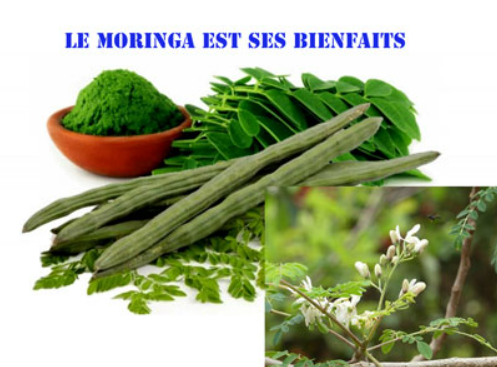 Moringa Biopure 1260 mg   90 gélules